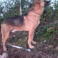 واگذاری توله سگ‌ ژرمن ِشیپرد اصیل