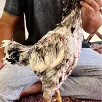 خروس لاری