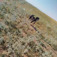 سگه|سگ|تخت سلیمان, |دیوار