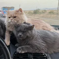 گربه اسکاتیش بریتیش ۲ ساله