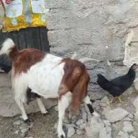 بز وکهره|حیوانات مزرعه|آبپخش, |دیوار