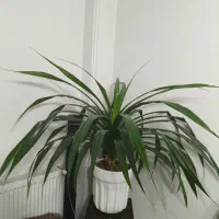 گل پاندانوس