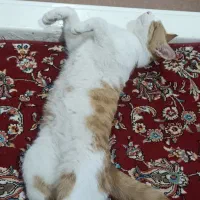 گربه گمشده|گربه|آران و بیدگل, |دیوار