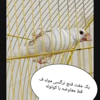 فنچ نرگسی