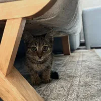 بچه گربه نر ۳ ماهه مشهد واگذاری