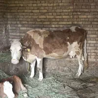 گاو سمینتال تازه زاییده با گوساله نر سمینتال قرمز