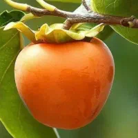 فروش عمده نهال آلوچه درشت نوکنده، خرمالو، انجیر