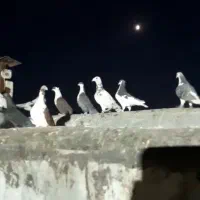 کفتر بوم