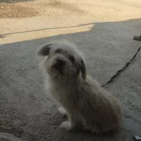 واگذاری سگ|سگ|شیراز, پودنک|دیوار