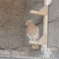 نرو ماده کله عتیقه