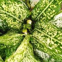 گل بابونه|آرایشی، بهداشتی، درمانی|بروجرد, |دیوار