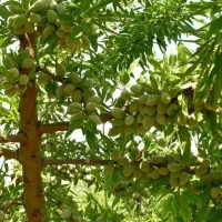 فروش نهالهای مثمر و غیر مثمر در شهر نهال