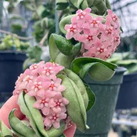 گلهای آپارتمانی خاص