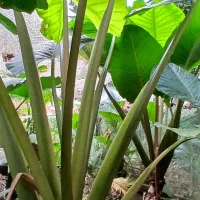 فروش گل سیکاس و بالا آدم با قیمت مناسب|گل و گیاه طبیعی|گتاب, |دیوار