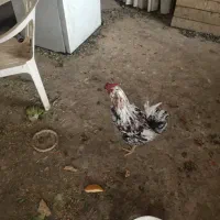 خروس گلین چهل تاج