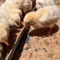 فروش ۱۵ روزه گوشتی