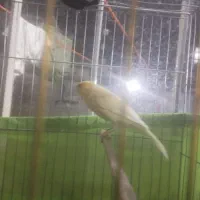 قناری بلند 2تا|پرنده|ری, سیزده آبان|دیوار