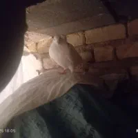 فروش کفتر عتیقه پلاکی بهبهانی|پرنده|سپیدان, |دیوار