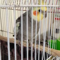 عروس هلندی