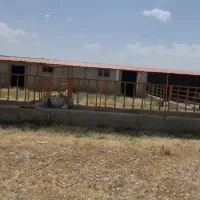 گاوداری ، اطراف ملکان .|فروش دفتر صنعتی، کشاورزی، تجاری|بکتاش, |دیوار