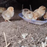 جوجه پاپر محلی یک ماهه
