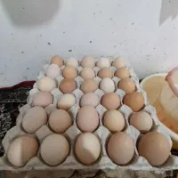 تخم مرغ محلی ارگانیک نطفه دار