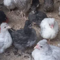 جوجه نیمچه آیسبار|حیوانات مزرعه|آبیک, |دیوار