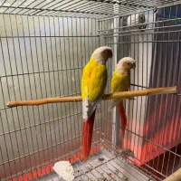 ردچیک  گرینچیک  ویولت  اورجینال و بالغ