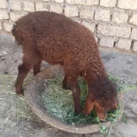 بره افشار