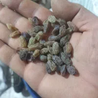 کشمش سایه خشک بوانات