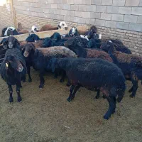 میش عزل افشار 14عدد|حیوانات مزرعه|تربت‌حیدریه, میدان مرکزی|دیوار