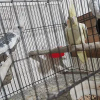 جفت عروس هلندی 6 تخم|پرنده|دورود, |دیوار