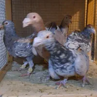 کبوتر رنگی‌ و هفترنگ|پرنده|ضیاء آباد, |دیوار