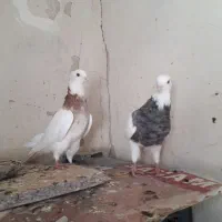 طوقی نر و ماده|پرنده|کرمانشاه, |دیوار