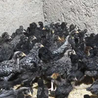 جوجه بلک استار ۲۰ روزه