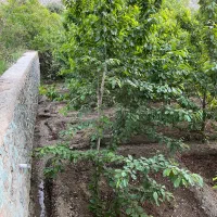 باغ۳۵۰متر جاده چالوس کیلومتر۳۵|فروش زمین و ملک کلنگی|آسارا, |دیوار
