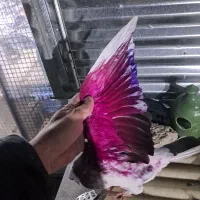 جوجه کفتر (خاورشهر)