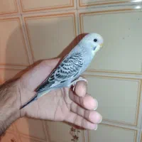 جوجه مرغ عشق رام کاسکویی دونه خور|پرنده|کرمان, |دیوار