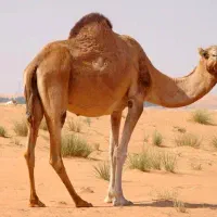 شیر شتر