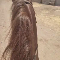 اسب مادیان کرند