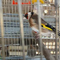 سهره بخون|پرنده|اسلام‌شهر, شهرک امام حسین (میان آباد)|دیوار