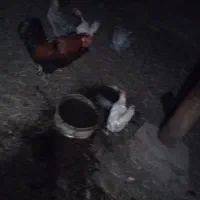 ۵عدد مرغ روستا تخمی یک عدد خوروس محلی نژاد اصل