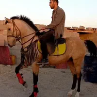 اسب|اسب و تجهیزات اسب‌سواری|آوج, |دیوار