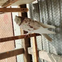 کفترسرور گنجه|پرنده|تهران, مشیریه|دیوار