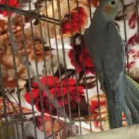 عروس معافضه ماده