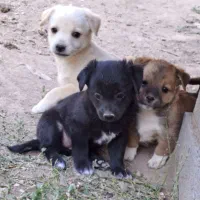 توله سگ پاکوتا