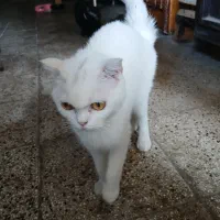 گربه نژاد اسکاتیش