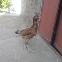 مرغ قیمت با خودتون|حیوانات مزرعه|سراوان, |دیوار