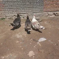 بوقلمون ماده