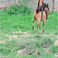 اسب کره مادیون|اسب و تجهیزات اسب‌سواری|شیراز, احمدآباد|دیوار